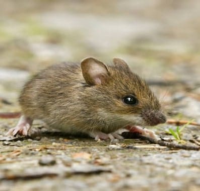 House mice crawling outside