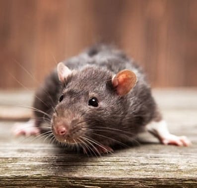 Close up image of a rat