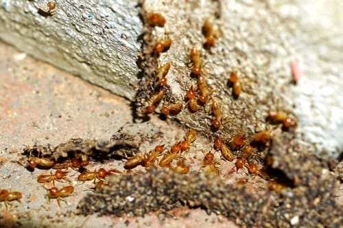 Termites repairing tunnel