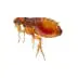 Fleas in a white background