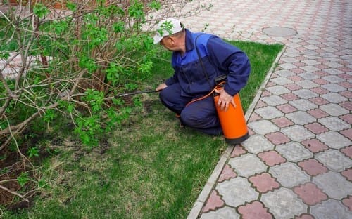 A man works in the garden spraying weeds