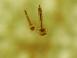 Mosquito larvae