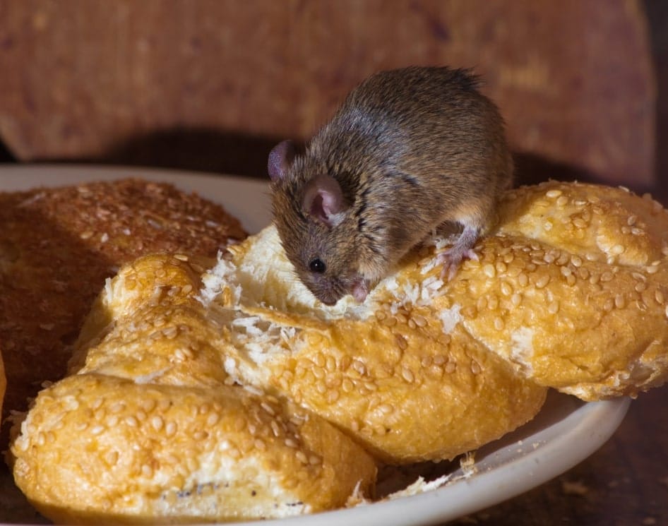 Mouse eating bread