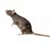 Rat in a white background