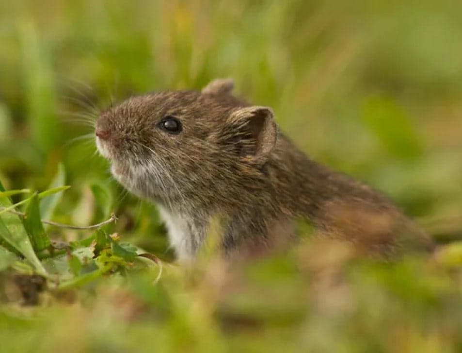Rodent on a green background