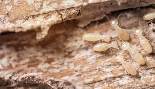 Close-up of white subterranean termites infesting and damaging decomposing wood.