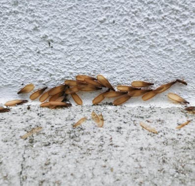 Termite discarded wing