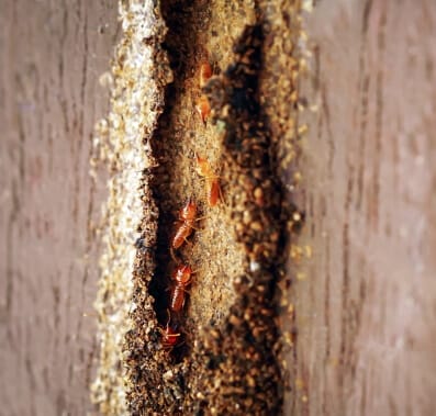 Termites tunnel