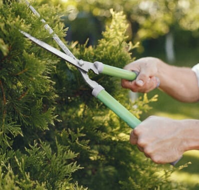 Trimming a green shrub