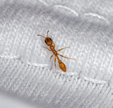 Ants on a white cloth
