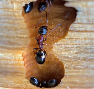 ant in a wood hole