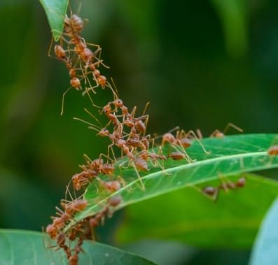 A trail of ants on a green leaf