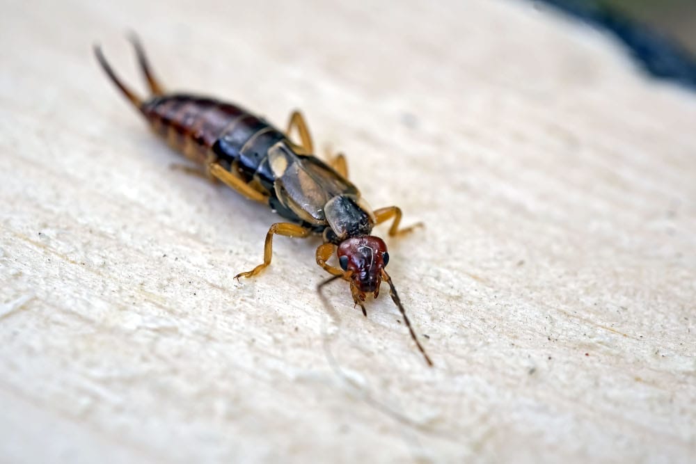 Close up image of an earwig
