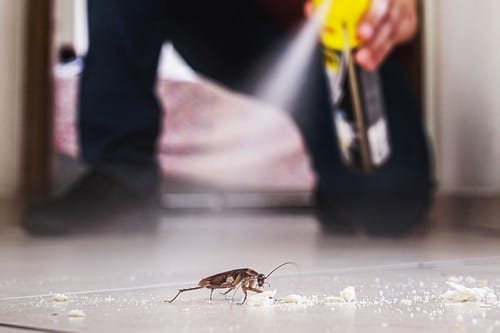 How to Get Rid of Roaches Overnight: Quick & Effective DIY Methods