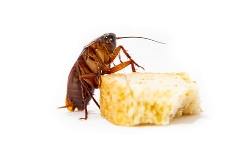 cockroach eating bread