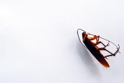 a dead cockroach in a white background