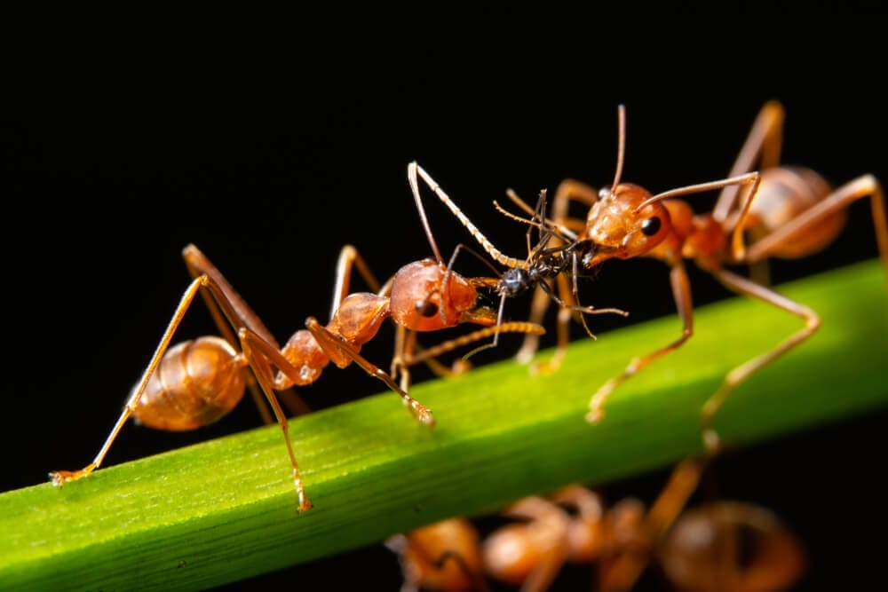 Two reddish-brown ants on a green stem
