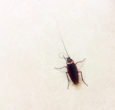 Cockroach on a pearl white background