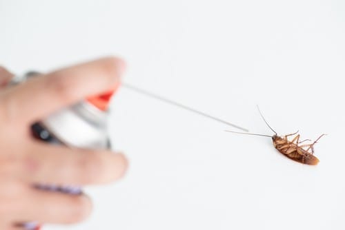 Hand spraying a dead cockroach lying on its back with insect spray.