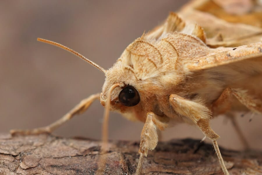 A close-up, detailed image of a moth.