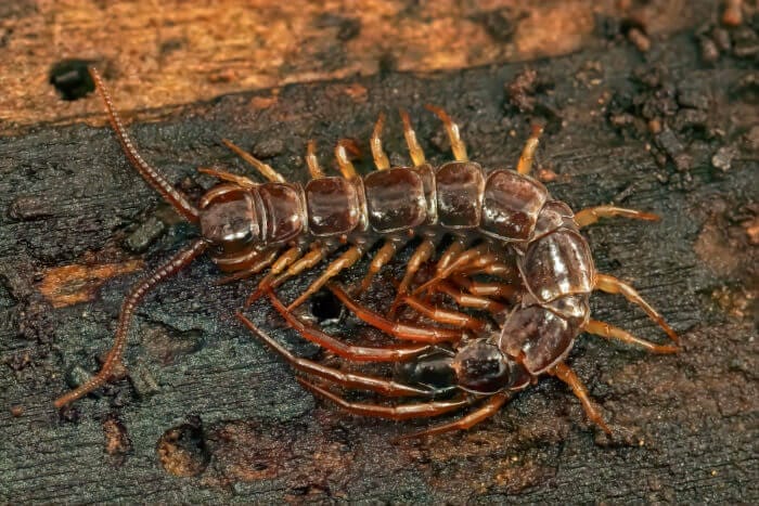 Centipede on the ground