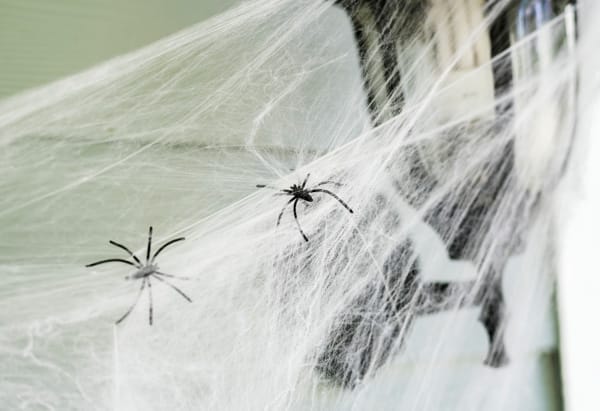 Two black plastic spiders caught in wispy white artificial cobwebs.
