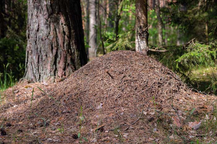 How to Get Rid of Ant Hills – Effective Methods for a Pest-Free Yard