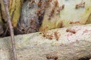 Numerous reddish-brown ants crawl over rough tree bark and branches.