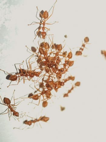 A swarm of reddish-brown ants forms a living pile on a plain white surface.
