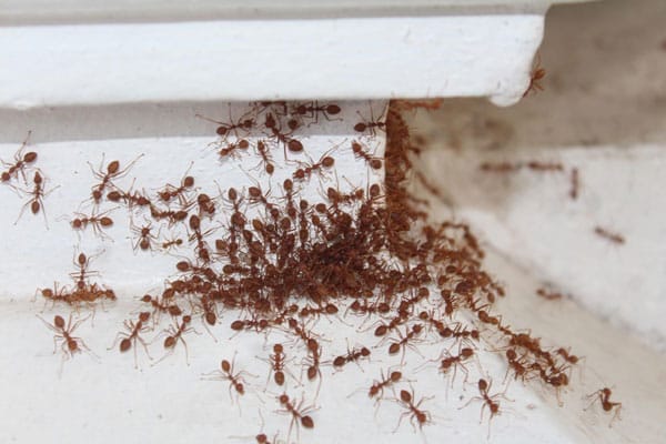 Red ants swarming on a white wall, forming a dense cluster in a corner.