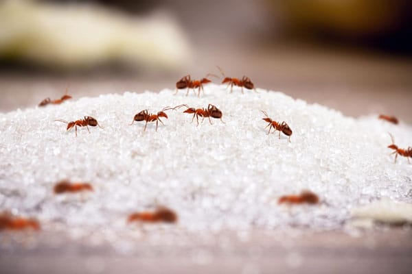 Small reddish-brown ants cover a mound of white granulated sugar.