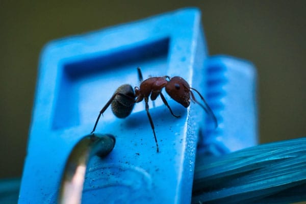 5 Common Attractants That Bring Ants Indoors