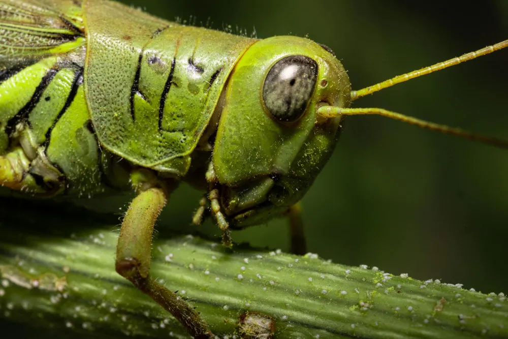 Macro shot: A vibrant green grasshopper with large eye and antennae on a speckled stem.