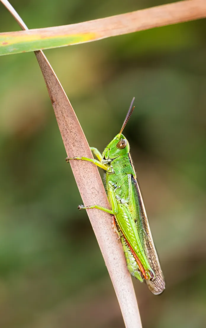A vibrant green grasshopper with prominent antennae clings to a thin, dry brown stalk.