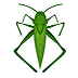 Green grasshopper illustration, top view, with long antennae and bent jumping legs.