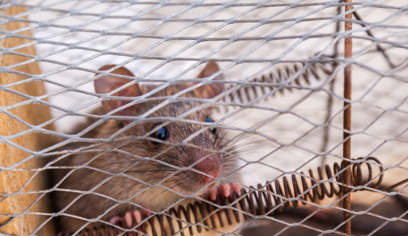 Brown mouse trapped inside a wire cage, looking out intently.