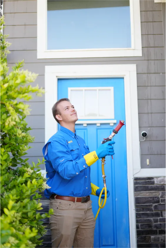 beeline pest control