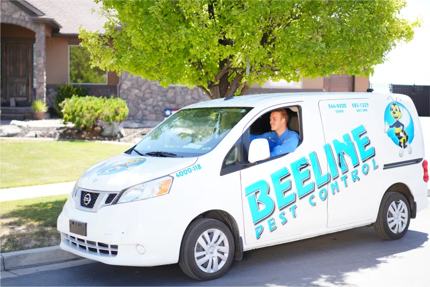 beeline pest control