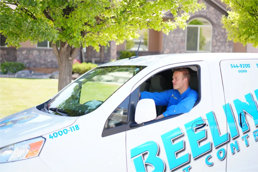 beeline pest control