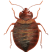Bedbug removal in Utah