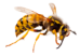 wasp control in Utah