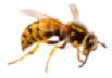 wasp