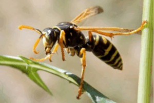 Black and yellow striped wasp with yellow legs and antennae rests on a green leaf.