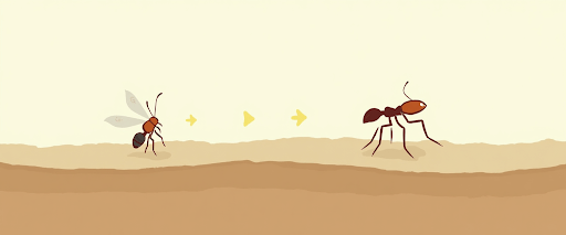 A simple illustrative diagram showing the transition from a winged reproductive ant to a wingless worker ant.